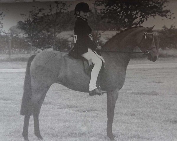 horse Rotherwood Daydream (British Riding Pony, 1989, from Westacre Concerto)