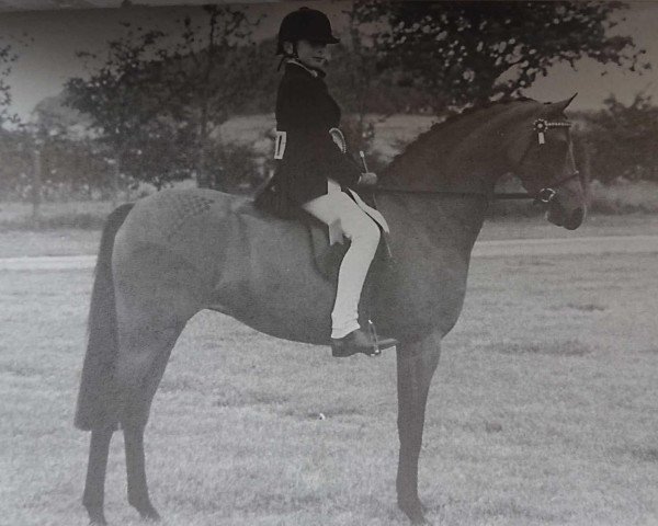 Pferd Rotherwood Daydream (British Riding Pony, 1989, von Westacre Concerto)