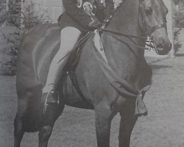 Pferd Sandpiper Bay (British Riding Pony, 1983, von Valiant)