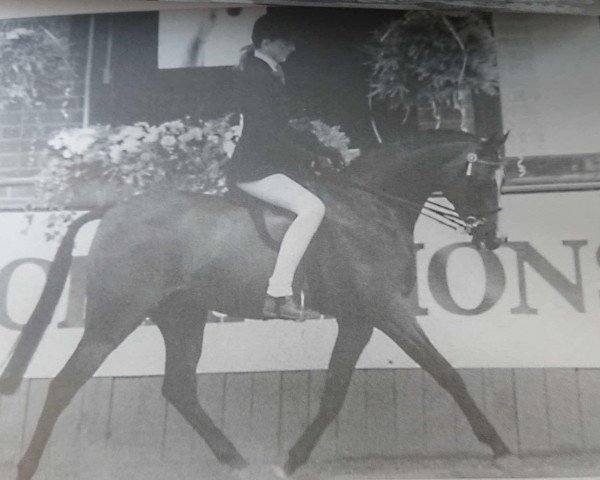 Pferd Oakley Perfect (Arabisches Halbblut / Partbred, 1987, von Oakley Bubbling Fun)