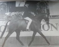 horse Oakley Perfect (Arab half breed / Partbred, 1987, from Oakley Bubbling Fun)