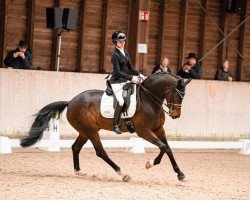 dressage horse Zaphir 14 (Oldenburg, 2016, from Zack)