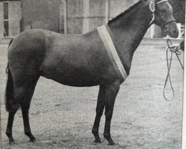 horse Rotherwood Wind-Song (British Riding Pony,  , from Rotherwood Wind-Swept)