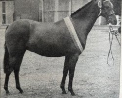 Pferd Rotherwood Wind-Song (British Riding Pony,  , von Rotherwood Wind-Swept)