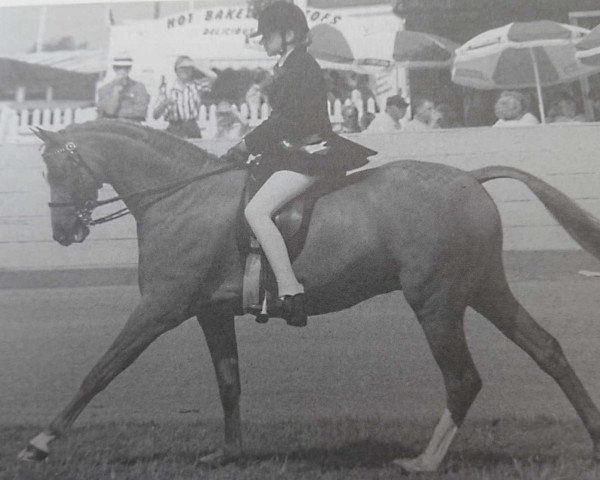 horse Ainsty Fair Game (Welsh Partbred, 1986, from Whalton Drummer Boy)