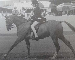 Pferd Ainsty Fair Game (Welsh Partbred, 1986, von Whalton Drummer Boy)