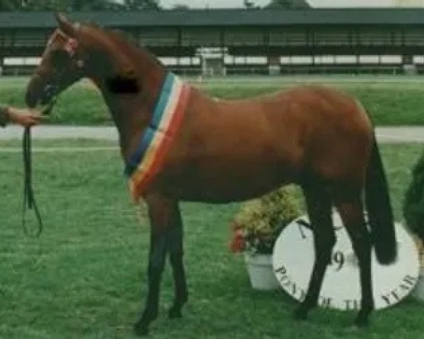 Deckhengst Barkway Kouros (British Riding Pony, 1990, von Orielton Aristocrat)