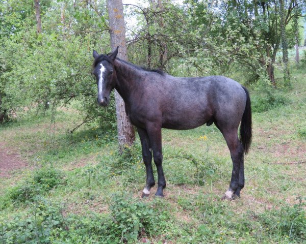 Springpferd Hornett du Marronier (Selle Français, 2017, von Cornet Obolensky)