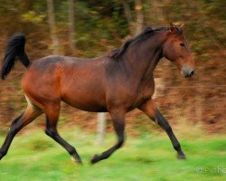 broodmare Perle d'Opal (Selle Français, 2003, from Quidam de Revel)