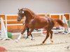 stallion Cloud Dancer Constantino E (German Riding Pony, 2020, from Carpe Diem E)