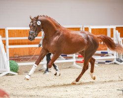 dressage horse Cloud Dancer Constantino E (German Riding Pony, 2020, from Carpe Diem E)