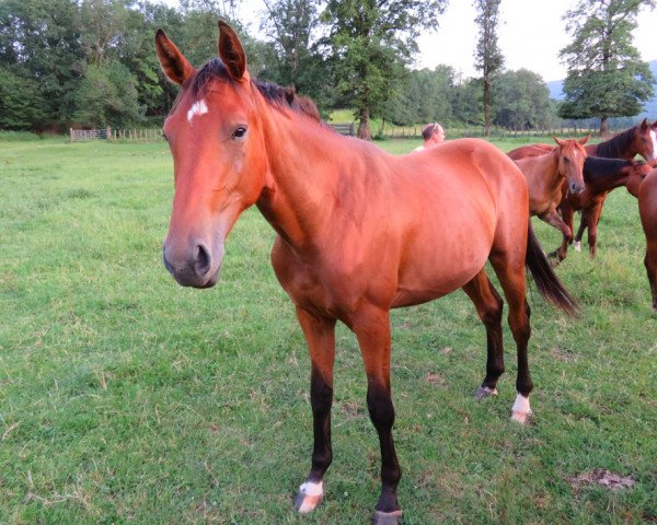 horse Histoire du Marronier (Selle Français, 2017, from Quintus)