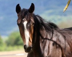 Springpferd Grillon du Marronier (Selle Français, 2016, von For Pleasure)