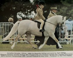 horse Sunwillow Georgina (Welsh mountain pony (SEK.A), 1999, from Heniarth Quip)