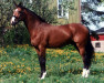 stallion Nolisco 114 FIN (Selle Français, 1995, from Olisco)