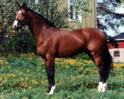 stallion Nolisco 114 FIN (Selle Français, 1995, from Olisco)