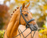 stallion Venustas Crispy Cracker (German Riding Pony, 2017, from Kastanienhof Cockney Cracker)