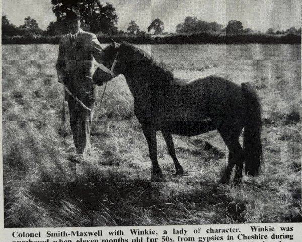 Zuchtstute Winkie (Welsh Mountain Pony (Sek.A), 1942)