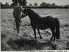 Zuchtstute Winkie (Welsh Mountain Pony (Sek.A), 1942)