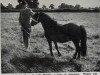 broodmare Winkie (Welsh mountain pony (SEK.A), 1942)