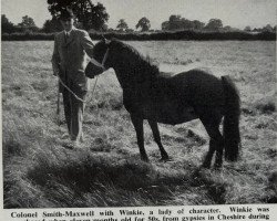 broodmare Winkie (Welsh mountain pony (SEK.A), 1942)