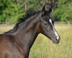 horse Venera (Trakehner, 2021, from Göteborg)