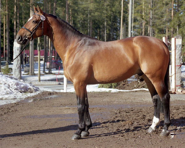 dressage horse Hilton II 103 FIN (KWPN (Royal Dutch Sporthorse), 1989, from Damiro)