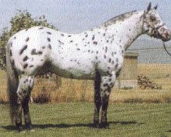 Deckhengst Cowboy Justice (Appaloosa, 1981, von Banjo Bandit)