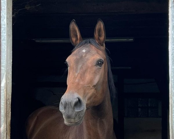 Zuchtstute Loreley 102 (Rheinländer, 2009, von Risohorse Locorotondo)