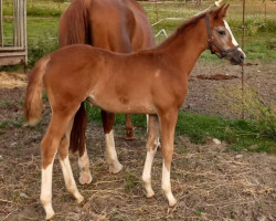 horse Kiwi L (Österreichisches Warmblut, 2023, from Vingino)