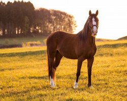 jumper Vajana (German Riding Pony, 2014)