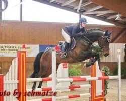 jumper Quantensprung 8 (German Sport Horse, 2016, from Quiz)