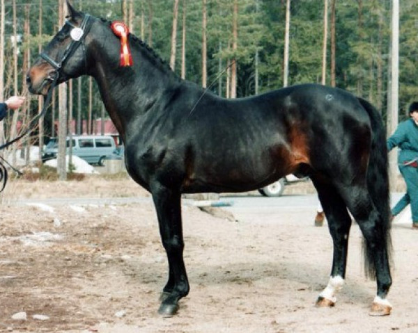 stallion Rothschild J 63 FIN (Westphalian, 1979, from Ramiro Z)