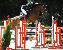 jumper Haroon (KWPN (Royal Dutch Sporthorse), 2012, from Zambesi TN)