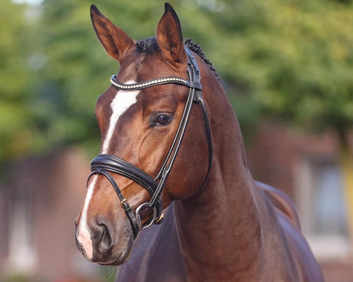 Deckhengst Capital One (Hannoveraner, 2019, von Cador 5)