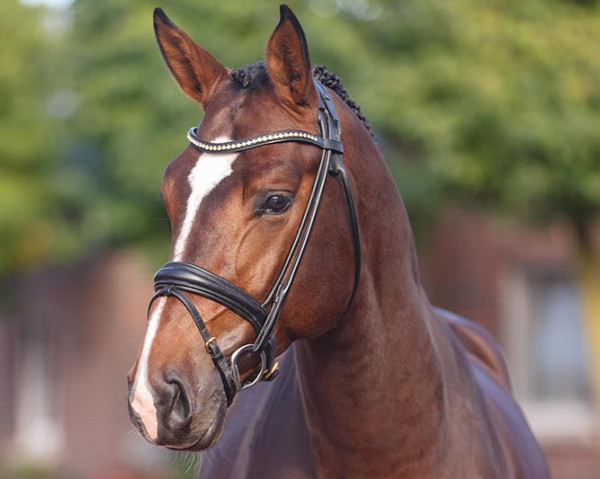 stallion Capital One 3 (Hanoverian, 2019, from Cador 5)