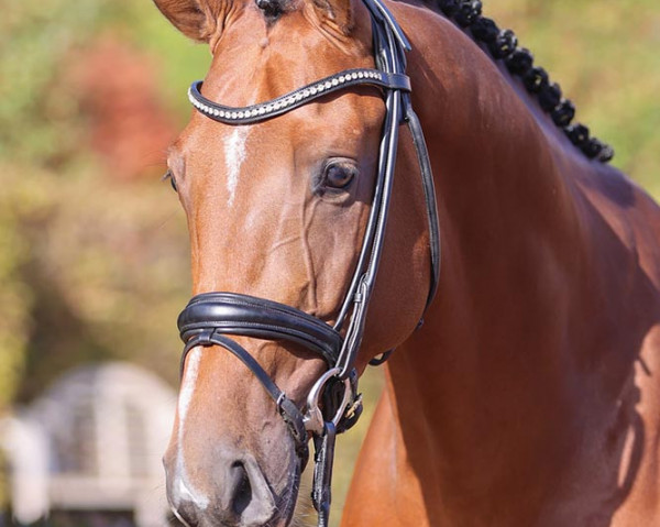 stallion Chatendro (Hanoverian, 2019, from Chacoon Blue)