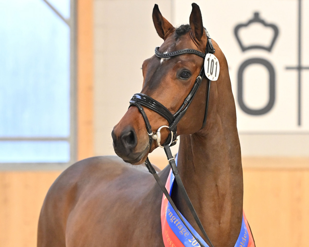 stallion Federer (Hanoverian, 2018, from Farrell)