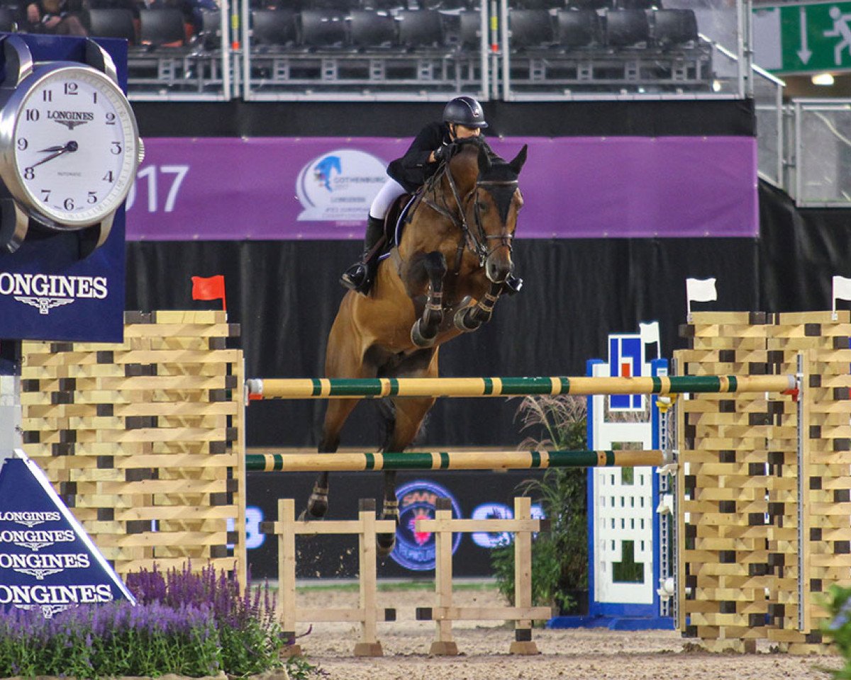 stallion Finishing Touch Wareslage (Belgian Warmblood, 2005, from Quival)