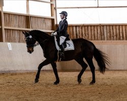 dressage horse Don de la Vega 5 (German Sport Horse, 2003, from Rutowski)