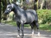 Pferd Marrenk's Silk Honey (Welsh Mountain Pony (Sek.A), 2013, von Ysselvliedts High-Wood)