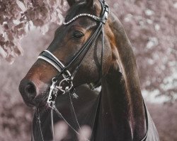 dressage horse Danello 5 (German Sport Horse, 2016, from Tannenhof's Download)