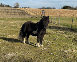 dressage horse Nepomuk (Shetland B (about 107-117), 2003)