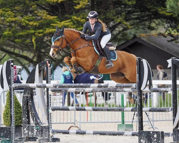 stallion Donot Disturb of Lays (French Pony, 2013, from Ninio de Rox)