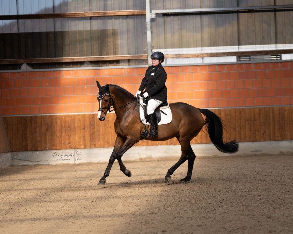 dressage horse Carry-on (Westphalian, 2012, from Captain Jack 44)