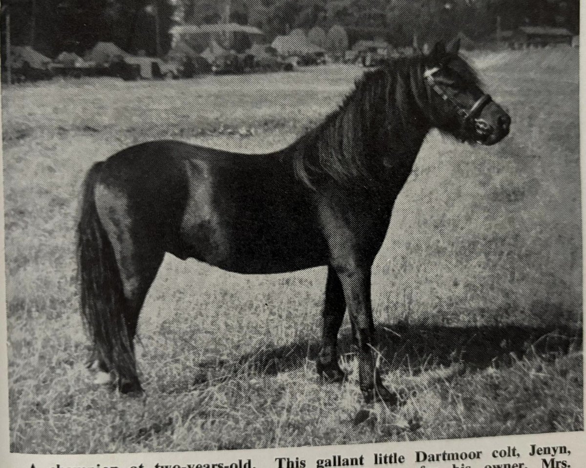 Deckhengst Jenyn (Dartmoor-Pony, 1951, von Pipit)