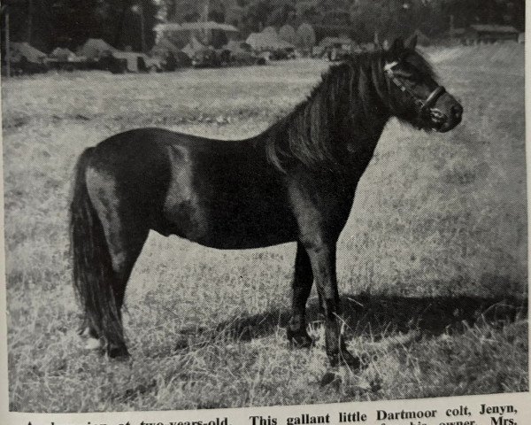 stallion Jenyn (Dartmoor Pony, 1951, from Pipit)