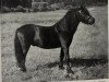Deckhengst Jenyn (Dartmoor-Pony, 1951, von Pipit)