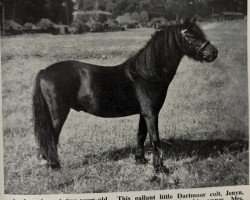 stallion Jenyn (Dartmoor Pony, 1951, from Pipit)