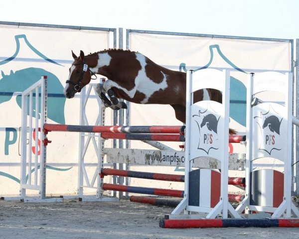 Zuchtstute I Pie Landr Aux Lays (Französisches Pony,  , von Donot Disturb of Lays)